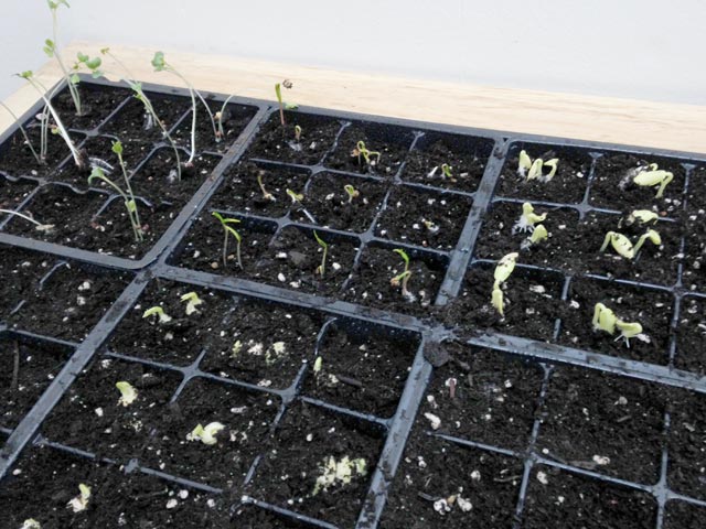 garden2