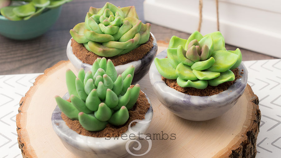 3 succulent desserts in edible bowls. Succulents made of modeling chocolate sitting in edible bowls filled with chocolate cookie crumbs to look like potting soil. The succulent desserts are on a wooden cutting board on a wooden table.